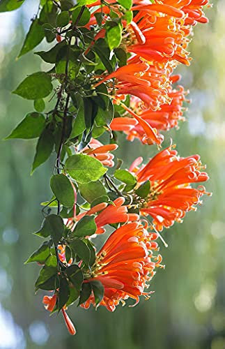 Semi di piante Orange Pyrostegia Venusta