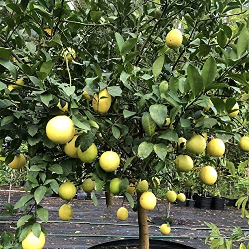 Good for Containers,Suitable, Easy to Plant,Non-Natural Organic,Lemon Tree Root-3 PCS