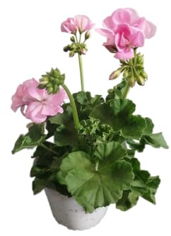 Geranio Natural con Flores Rosa DECOALIVE – Planta Viva para Exterior – Fácil de Cuidar