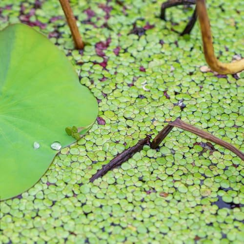 wasserlinsen aquarium schwimmpflanzen wasserpflanzen aquarium bodendecker wasserpflanzen 600samen