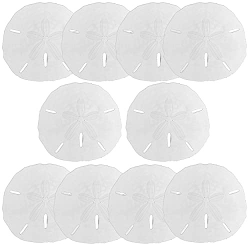 Large Sand Dollar Set - 3.5-4 (10 Pack), Beach Decor, DIY Crafting, Wedding Decor