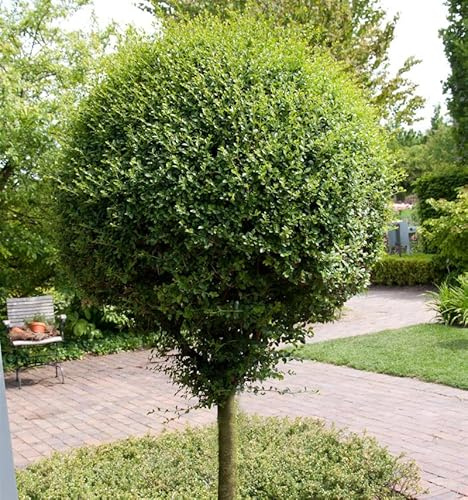 Hochstamm Kugel-Liguster 40-60cm - Ligustrum delavayanum - lebende Gartenpflanze aus den Baumschulen