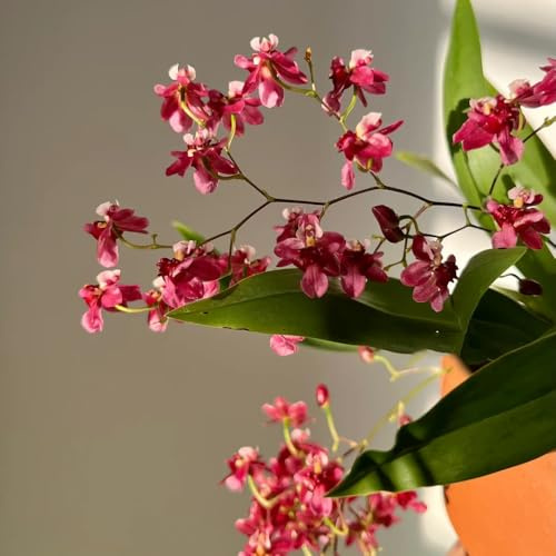 Semi di orchidea Oncidium, d'appartamento Oncidium hybridum, rare regali per gli amanti del giardino vecchie varietà autunnali resistenti 400pcs