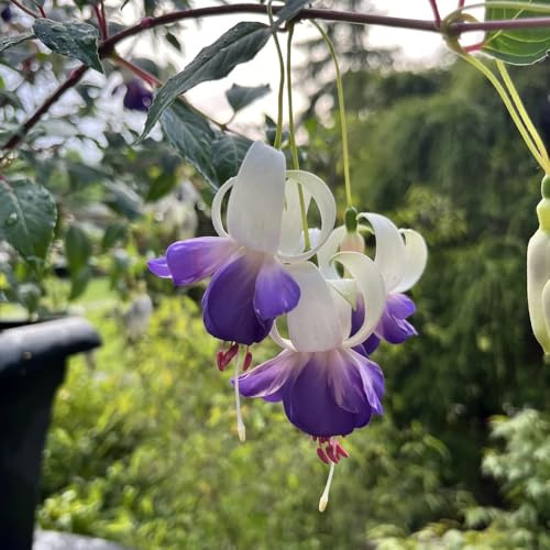 fuchsien, winterhart draußen fuchsiensamen balkon, wildblumen balkonblumen kräuterpflanzen, balkon schnittblumen 150pcs