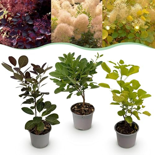 Cotinus coggyria Tricolor - Violeta-Verde-Amarillo - 3 Plantas - Caduca - Poco Mantenimiento - 25-35cm - Ø12cm - Planta de jardín