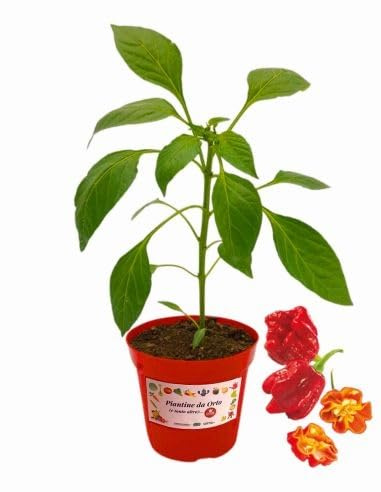 P. Piantine da Orto | Peperoncino Trinidad Scorpion, Pianta in Vaso Diametro 14 cm, Pianta Pronta per il Trapianto, Pianta Vera, Frutta da Mangiare, Vivaio Italiano