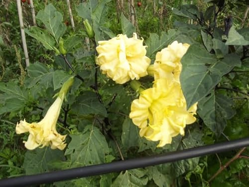 7-Semi- Datura Giallo doppia Golden Queen  semi freschi