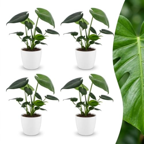 Green boutiQ - Monstera Deliciosa - Monstera Deliciosa - 4 Plantes - avec Pot Blanc - Pot 12cm - Hauteur - 30cm
