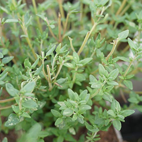 Blumixx Stauden Thymus vulgaris – Gewürz-Thymian, rosa blühende aromatische Gartenstaude, duftend & bienenfreundlich, winterhart & pflegeleicht, ideal für Kräutergarten, Beet & Kübel