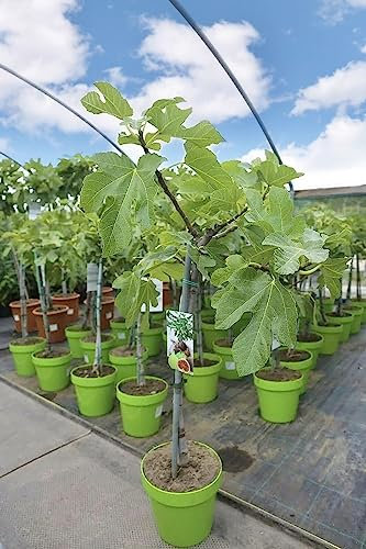 Fico comune Ficus carica pianta in vaso ø32 cm h. 150/200 cm Vivaio di Castelletto