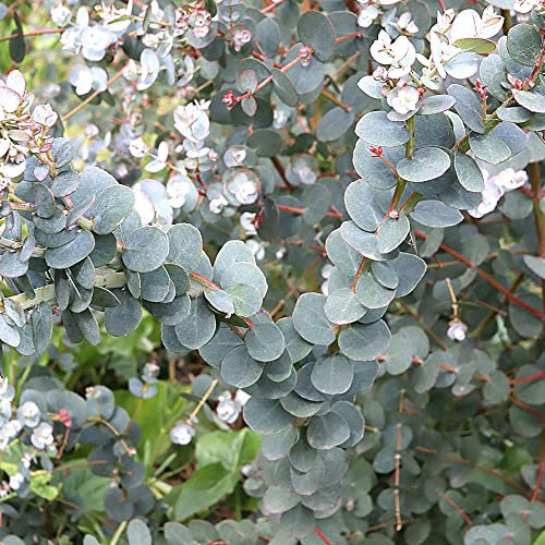 Eucalyptus gunnii Azura - Cider Gum | Outdoor Garden Ready Evergreen Tree Plants (9cm Pot, 20-30cm)