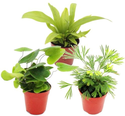 Mini-Farn-Trio - Set mit 3 verschiedenen Mini-Farnen - Asplenium - Actiniopteris - Hemionitis