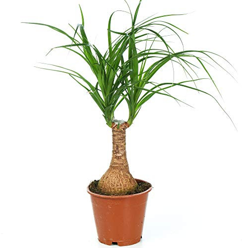 Beaucarnea Recurvata Nolina Tall - Ponytail Palm | Indoor Plant for Home or Office (30-40cm Incl. Pot)