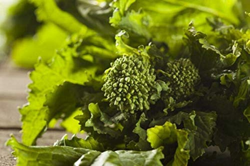 Broccoli Raab Spring Rapini Microgreens/Sprouting Séẹdss - 100 Séẹdss