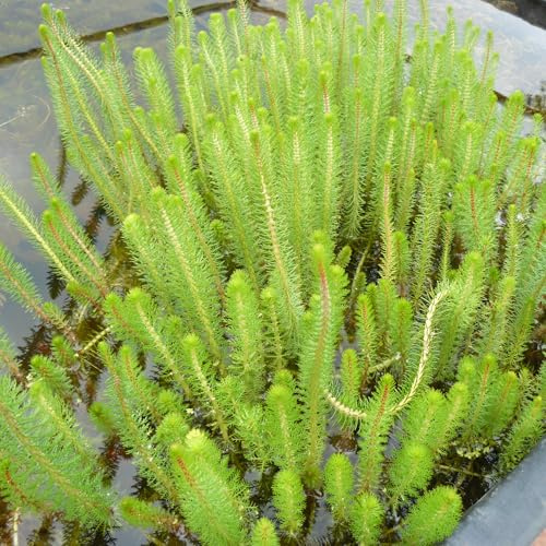 Wasserpflanzen Wolff - Myriophyllum crispata - Feines Tausendblatt - wasserreinigend - fix und fertig im 11cm Pflanzkorb