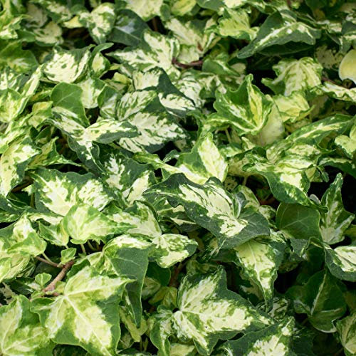 Hedera Helix 'Kolibri' - Efeu 50-60 cm Pflanzcontainer