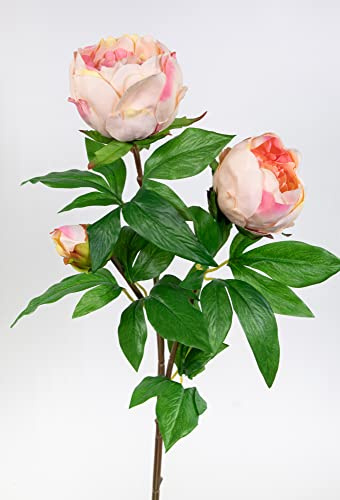 Künstliche Pfingstrose Nature 68cm mit 3 Blüten Apricot-Peach GA – Realistische Kunstblume aus Textilfaser – Dekozweig für Vase & Strauß – Hochwertige Seidenblume wie echt