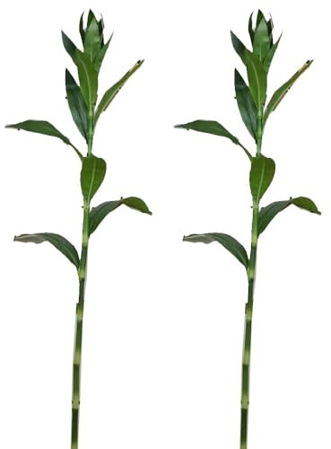 Shirfloral Ramas artificiales de bambú de la suerte, tallos de bambú sintético, plantas verdes tropicales para el hogar, sala de estar, mesa, oficina, jarrón, decoración, 2 piezas