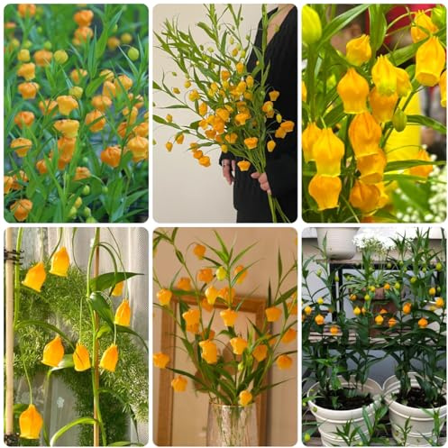 Semillas de Sandersonia aurantiaca - cubierta perenne resistente lirio linterna en resistentes al aire libre de primavera, 40pcs