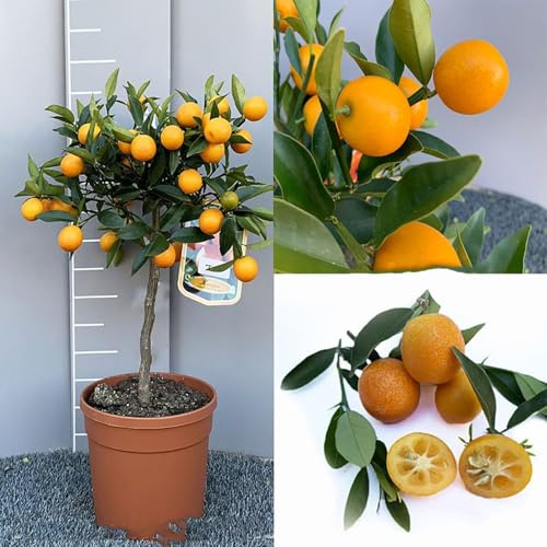 Pianta di Kumquat Mandarino Cinese Albero di Agrumi Kumquat tondo Fortunella Japonica in Vaso da 20 cm Altezza 70 cm 2-3 Anni di innesto Made Italy