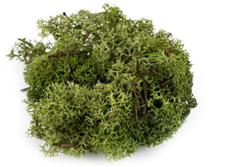 War World Scenics Musgo Verde Oscuro para Follaje 100g - Liquen Maqueta Ferroviario Wargame Juego de Guerra Escenario Paisaje Modelismo Árboles Arbustos Setos Diorama Base Material Bosque