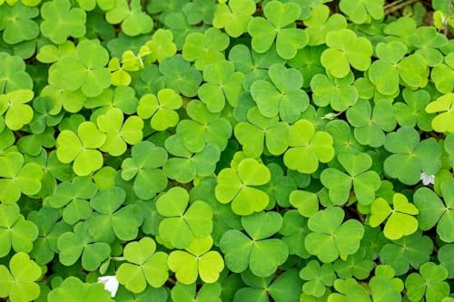 Oxalis acetosella ca. 9x9 cm Topf - Waldsauerklee, weiße Blüten, Blütezeit April-Juni, ideal für schattige Standorte, pflegeleicht, bodendeckend
