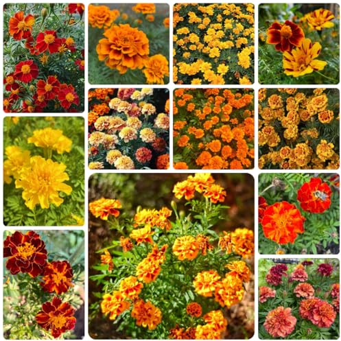 semi di tagete perenne da giardino roccioso resistenti di calendula, tagetes patula, ornamentali decorazione resistenti all'esterno 500pcs