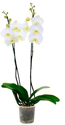 Phalaenopsis Blanca 2 Tallos 70cm Maceta 12cm