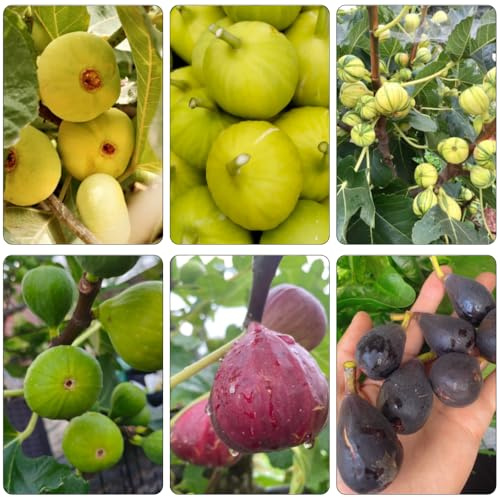 feigenbaum pflanztöpfe säulenobst kräutergarten feigen büropflanzen obstpflanzen robuste balkonpflanzen winterhart spalierobst zimmerbonsai bonsai säulenobstbäume hochbeete für garten 100samen