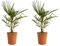 2x Trachycarpus Fortunei - Palma cinese - Palma - Resistente all'inverno - ⌀21 cm - 60-70 cm