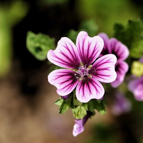 600 pezzi semi di malva perenne - semi estate, del balcone giardino malva