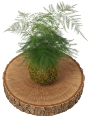 Kokedama Helecho Plumoso Asparagus Plumosus Planta Natural Viva DECOALIVE