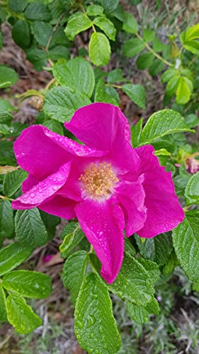 Rosa rugosa 'Rubra' / Rosier rugueux rouge/Conteneur de 2 à 2.9 litres/Arbuste fruitier