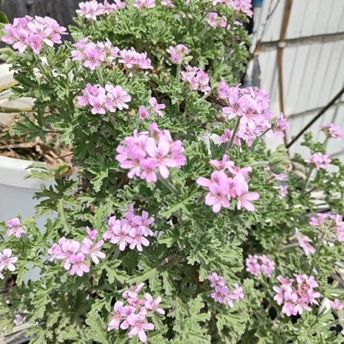 Geranio limone semi di selvaggio giardino primavera selvaggio medicinali cucina tagliati cucina estate balcone 850pcs