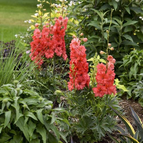 90 Stück rote Rittersporn-Blumensamen