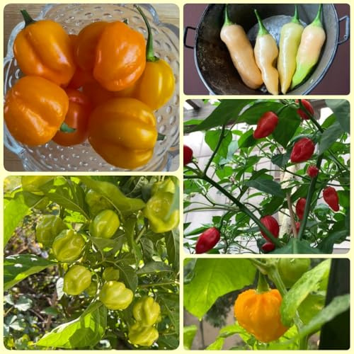 Semillas de Chile Habanero - antiguas variedades semillas de balcón resistentes balcón de invierno regalos 30pcs