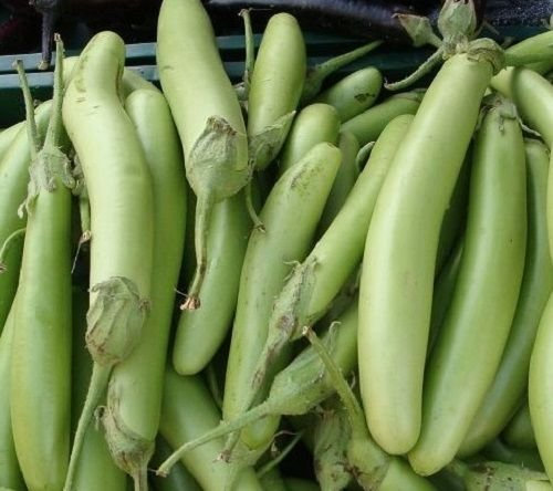 Graines Aubergine 50 Louisiane Long Green Seeds Aubergine 100 Jours