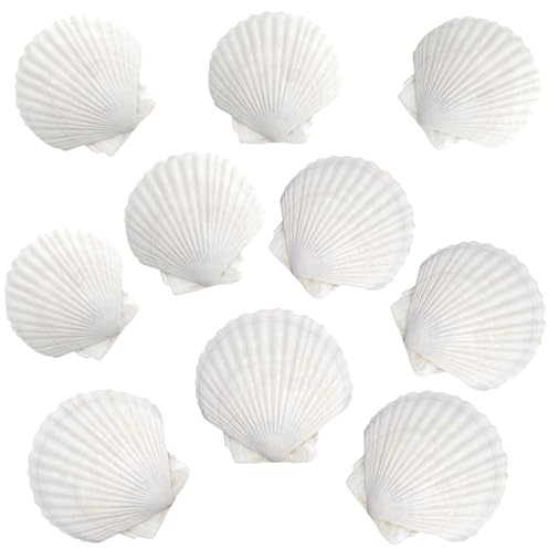 Zeevill 10 Pcs Sea Shells White Scallop Shells, 2''-3'' and 3''-3.5'' Natural Seashells for DIY Crafts Seashell Beach Decorations for Home Decor