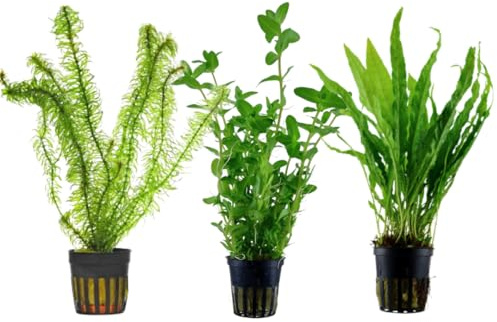 Set 3 Piante Vere Acquario: Hygrophila, Elodea Densa, Microsorium Pteropus - Kit Piante Vive per Pesci d'Acqua Dolce, Facili da Coltivare e Ideali per Principianti in Ogni Acquario