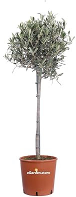 Pianta di Ulivo Ornamentale Alberello pianta da esterno pianta ornamentale di Ulivo pianta vera alberello di ulivo ornamentale venduto da eGarden.store (Vaso 21 cm)