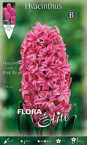 BULBI AUTUNNALI GIACINTO PINK PEARL CONFEZIONE DA 3 BULBI BULBS PROFUMATI