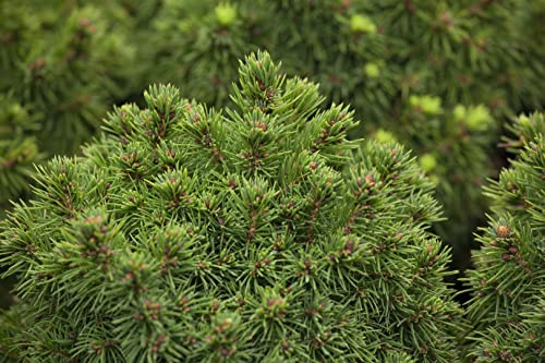 Zuckerhutfichte Picea glauca Alberta Globe 15-20 cm Kübel winterhart