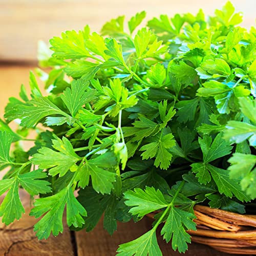 Parsley Seeds – Plain Leaved 2 – Most Popular Home Grown Herb - All Year Round – Lovely Flavour – for Your Beautiful Garden