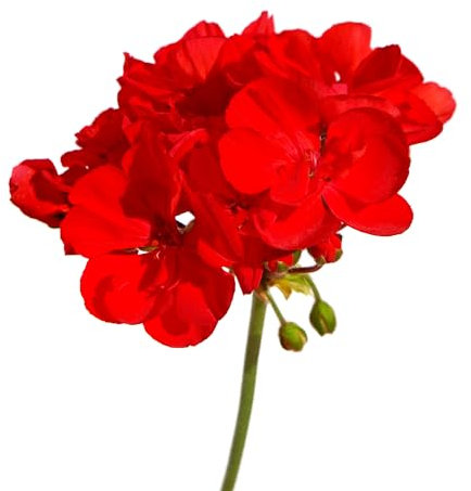Geranium Plants, 'Deep Scarlet', 12 x Full Plant Pack, Red Geraniums, Bedding Plants, Geraniums, Summer Geranium, Garden Ready and Ready to Plant, Premium Quality Flowers