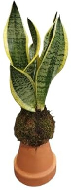 DECOALIVE Kokedama con Sansevieria Laurentii – Lengua de Suegra – Purificadora de Aire