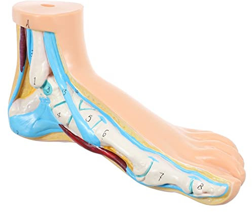 Cabilock Medizinisches Anatomie Fußmodell Aus Langlebigem Vinyl Realistisches Fußgelenk-skelett Für Lehrzwecke Klinikdisplay Geeignet Für Studenten Lehrer Und Experten Detailgetreue Darstel