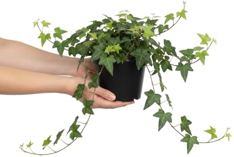 Hedera Helix Verde Hiedra común para Salón DECOALIVE - Planta Natural en Maceta 13 cm de Diámetro y 25 cm de Altura