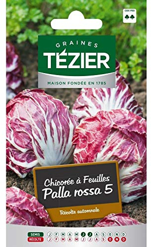 Tezier - Chicorée à feuille Palla rossa 5