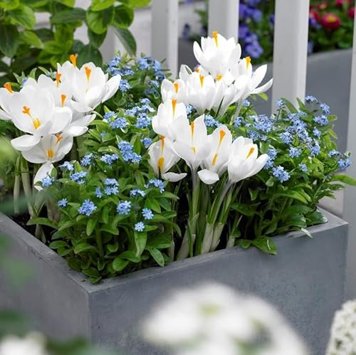 Bloomique - Myosotis Palustris - Myosotis des marais - Plantes de bassin - Plantes aquatiques - Rustique - Hauteur 10-20 cm - Pot 9 cm