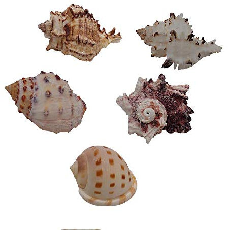 Coquillages naturels, coquillages pour l'artisanat Coquilles de bernard-l'ermite de taille moyenne, 5 pièces, coquilles d'escargots muffins, coquilles turbo, coquilles d'escargots terrestres, maison d